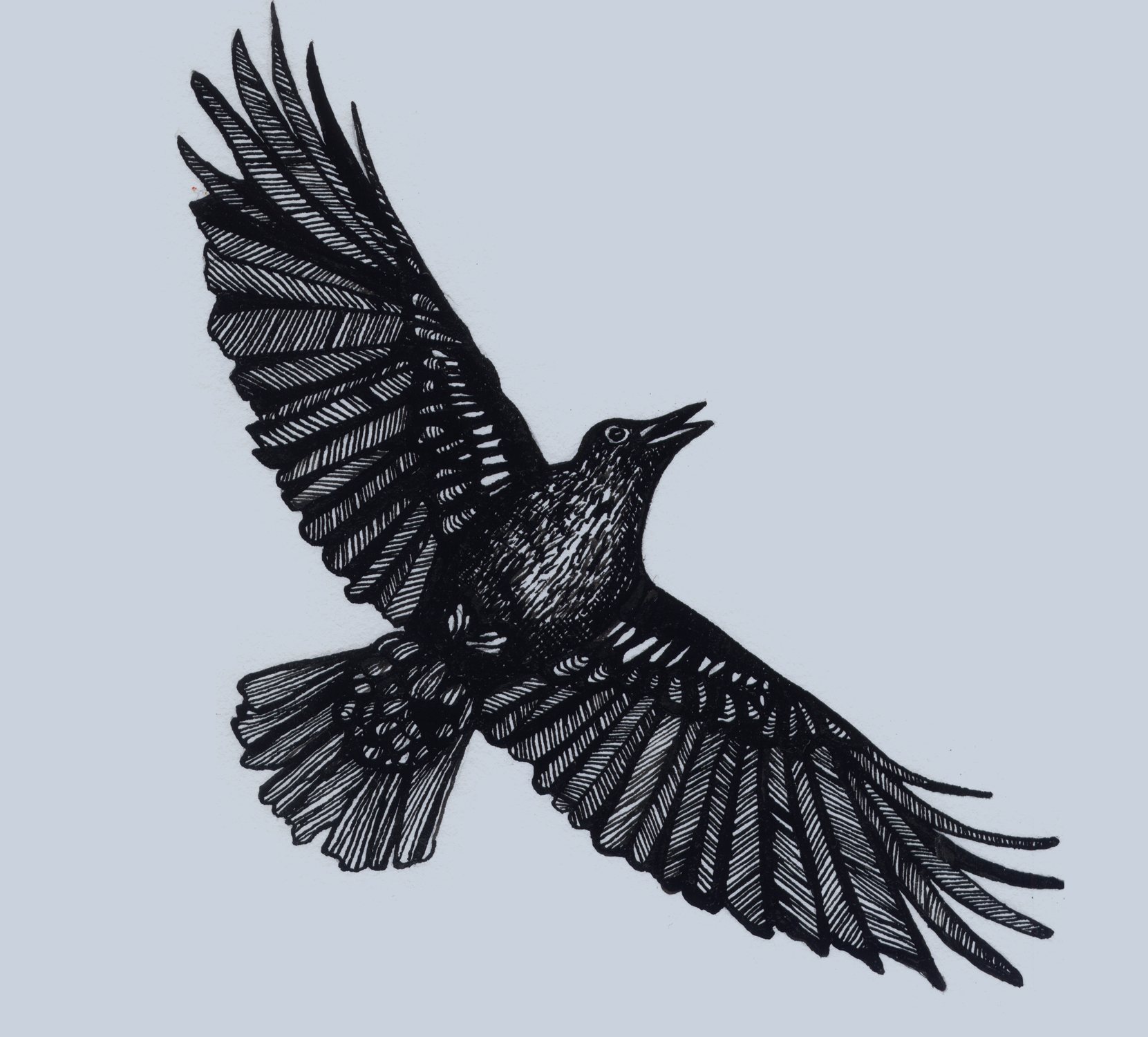 WIP for A friend. #crow #raven #flying #design #drawing #a… | Flickr