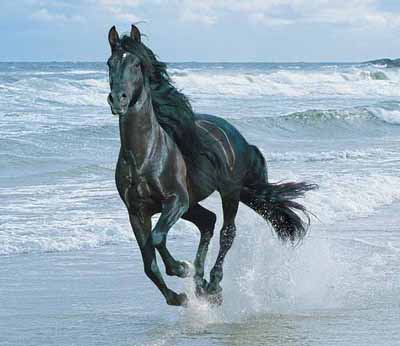 A sleek black horse gallops through shallow ocean waves under a bright sky.