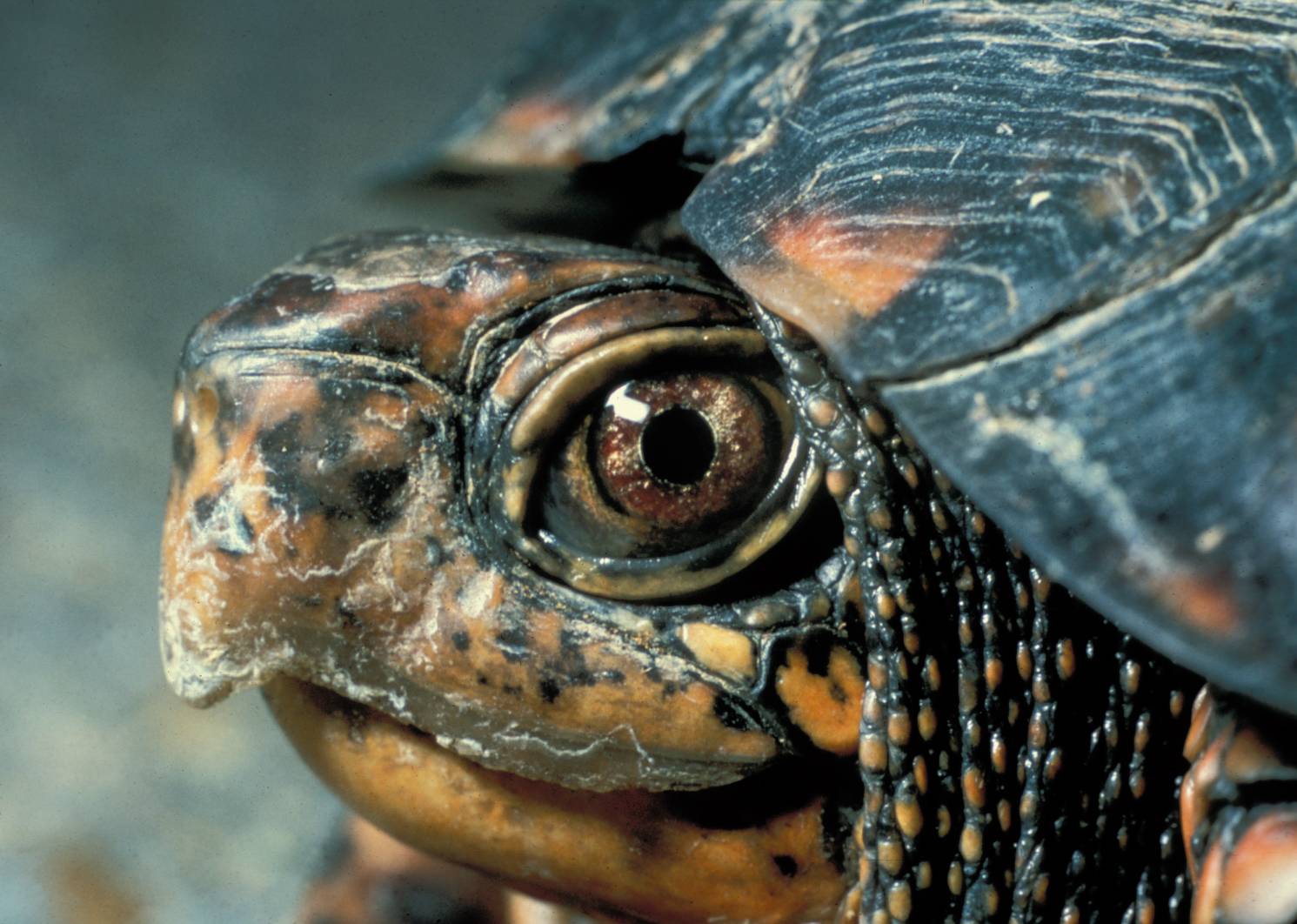 24 Tiny Turtles Who Need A Reality Check (PHOTOS)