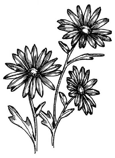 2,500+ Black And White Daisy Stock Illustrations, Royalty-Free Vector  Graphics & Clip Art - iStock | Black and white rose, Black and white  photography, Black and white makeup