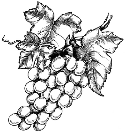 Grapes bunch isolated sketch drawing berries Vector Image