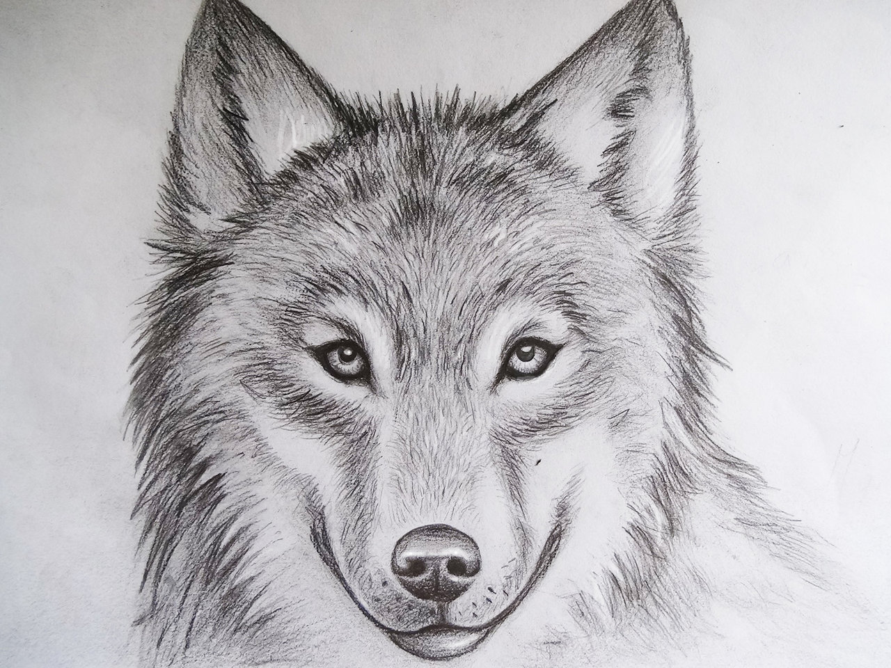 cool wolf drawings in pencil