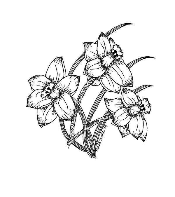 daffodils black and white ver. by LynnLeo on Clipart library