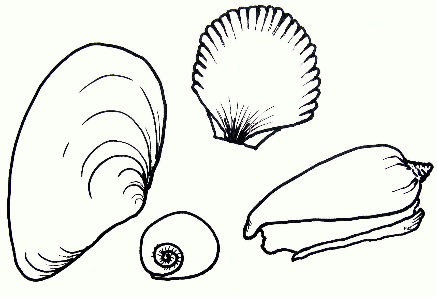 Set of isolated seashell sketches or silhouette of conch, ocean shell or  mollusk scallop, sea or underwater animal fossil. Cockleshell or  cockleboat. Nautical … | 魚
