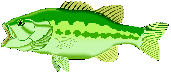 Largemouth Bass Illustration - Free Clipart for Fishing & Education