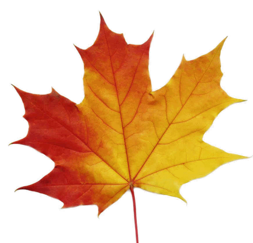 Maple leaf | Projects to Try | Clipart library