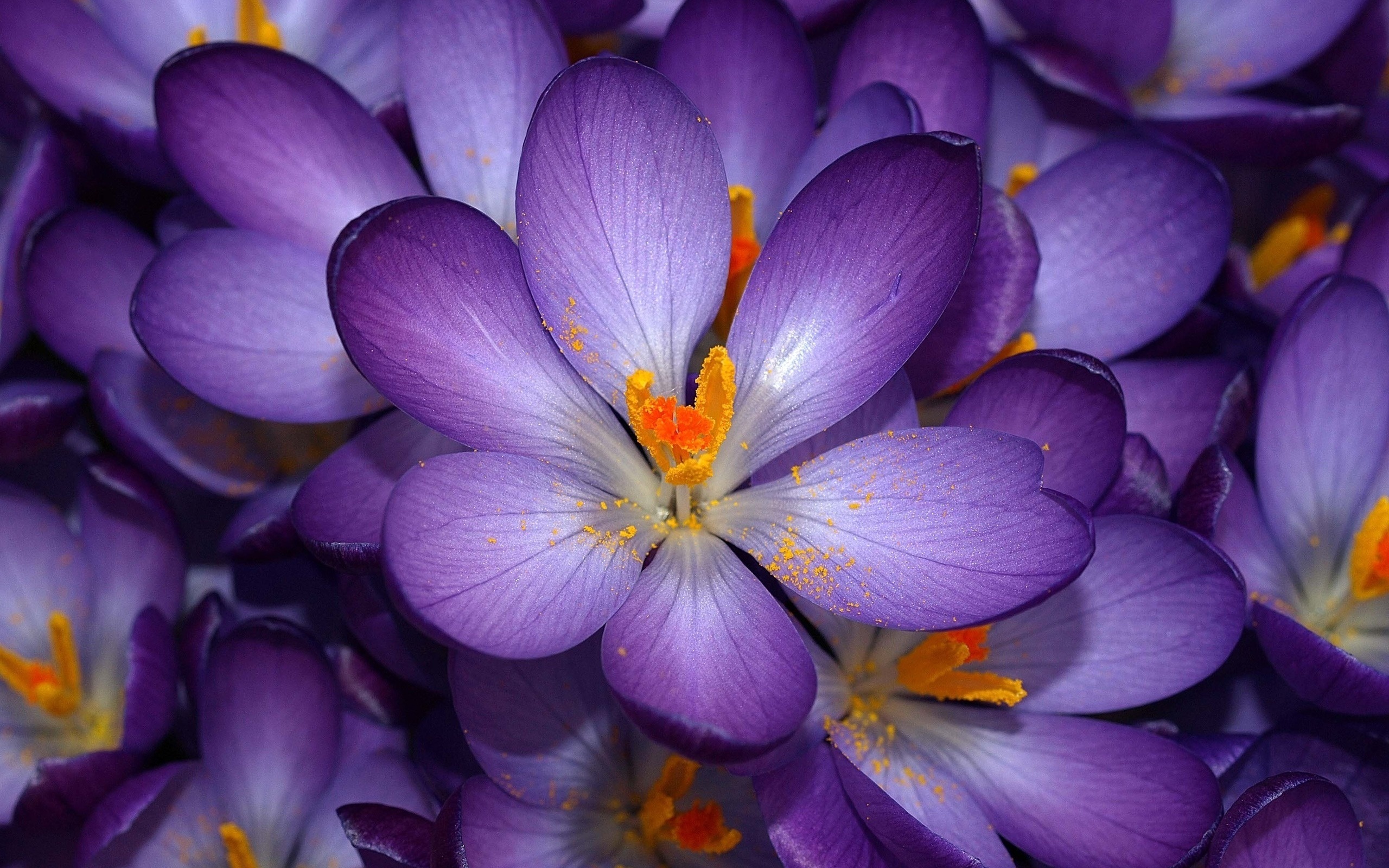 hd purple flower wallpaper