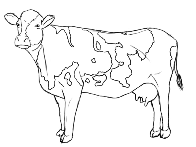 Cow drawing in charcoal Study #2 by Lineke-Lijn on DeviantArt