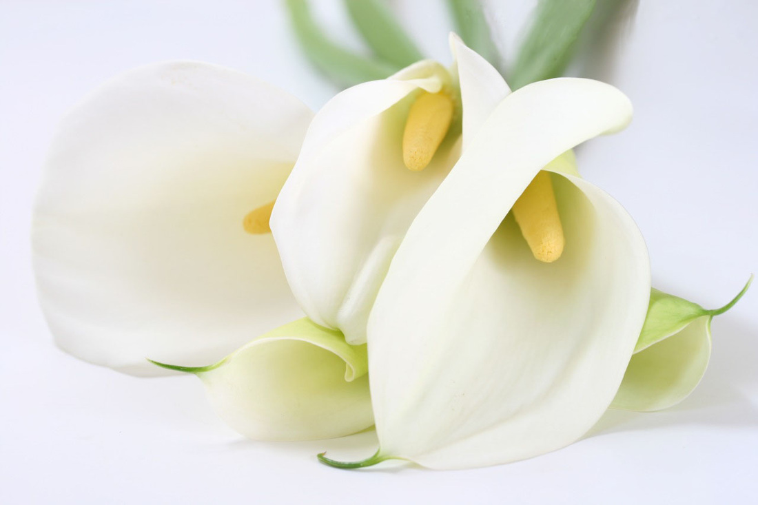 Calla Lilies - Tranquility Floral