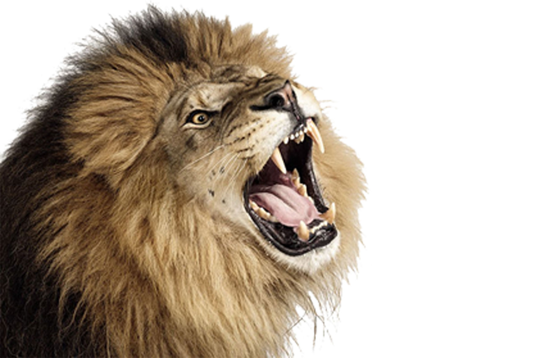 Roaring Like Lion Mp3 Download - newsletterfasr