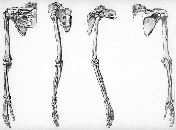 arm bones drawing