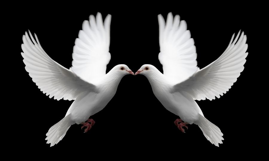 Check Out the Meaning of a Dove Tattoo and Be Enlightened  Thoughtful  Tattoos