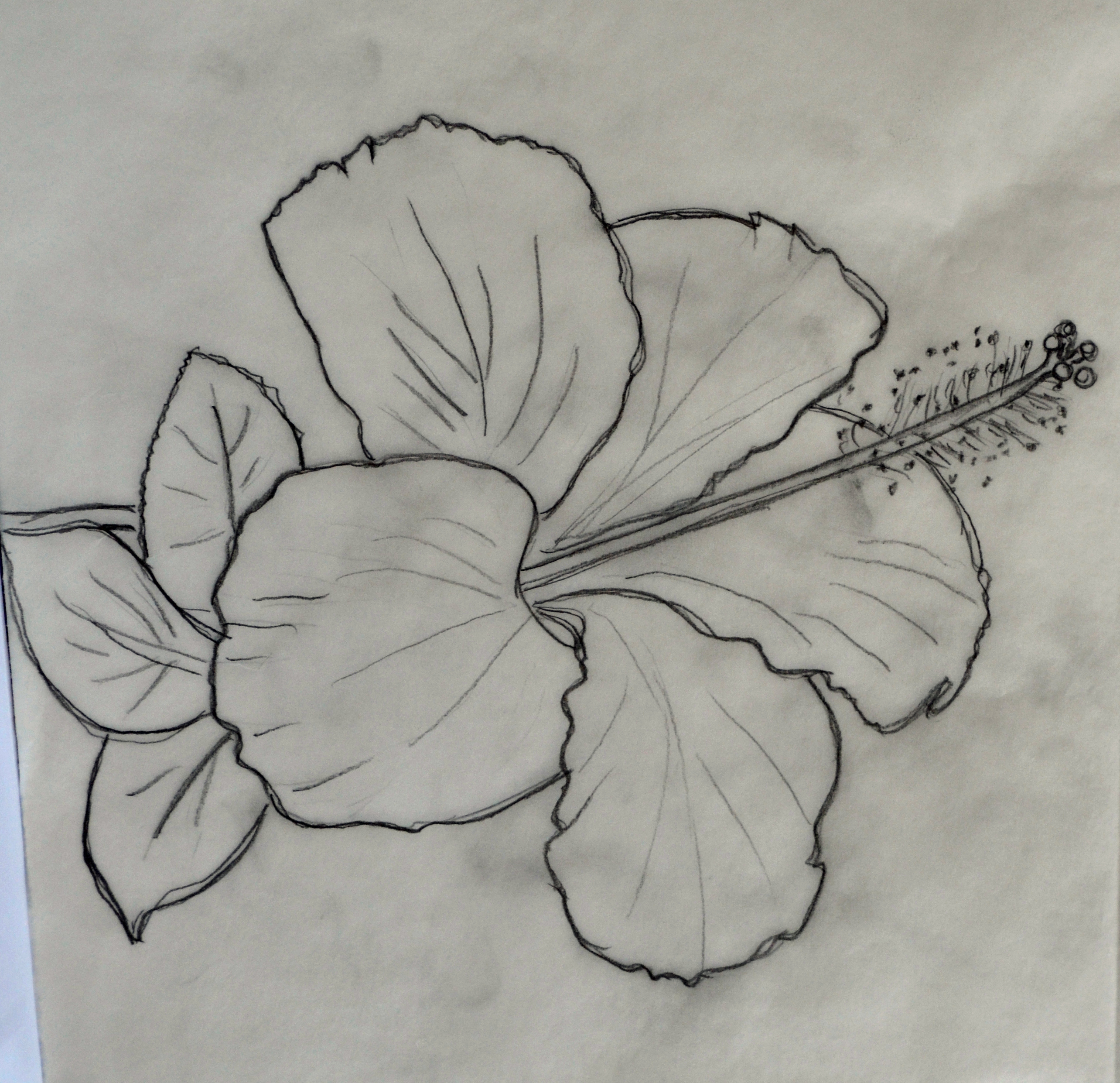 hawaiian flowers pencil drawings