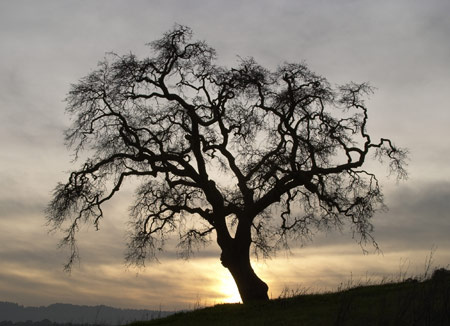 creepy tree | Flickr - Photo Sharing!