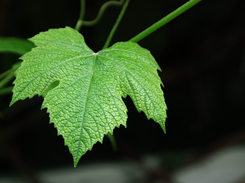 Grapevine Leaf Close Up Botanical Detail Natural Texture 1242870 Grapevine Leaf Close Up Botanical Detail Natural Texture 1242870