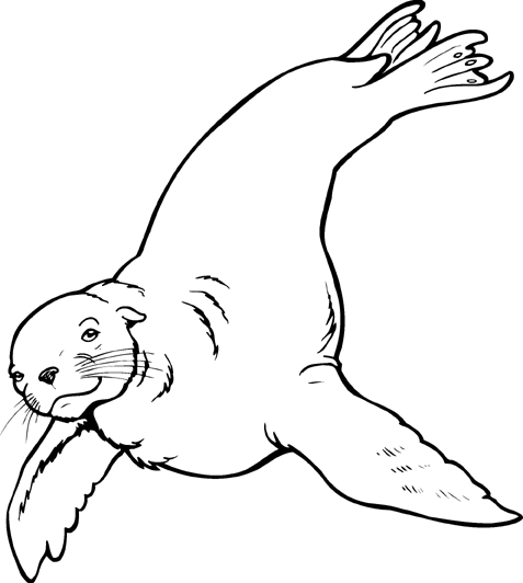 Sea Lion Clipart - Free Clip Art Images