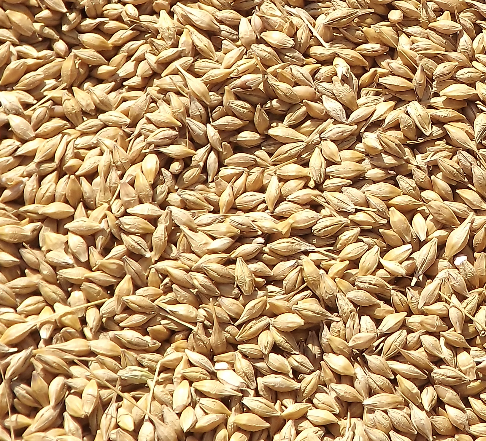 Зерна пшеницы и овса. Ячмень фураж. Нутанс ячмень. Ячмень ядрица. Пшеница зерно.