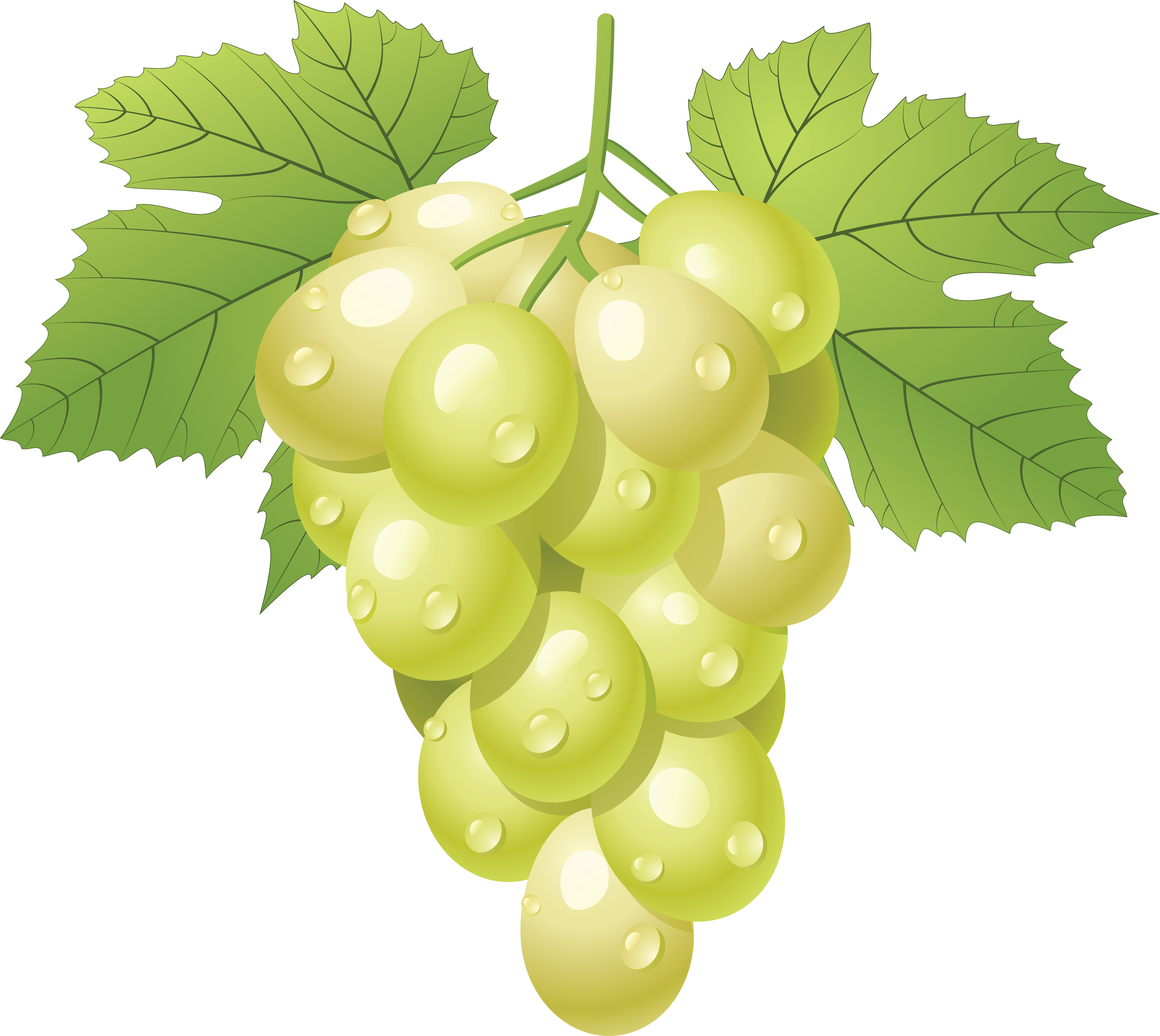 green grapes vector png - Clip Art Library