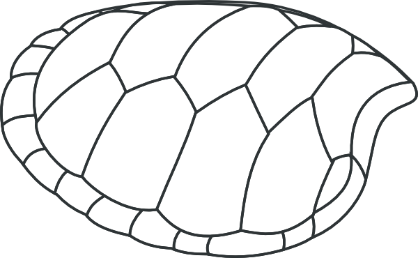 Turtle Shell Anatomy Diagram - Educational Illustration