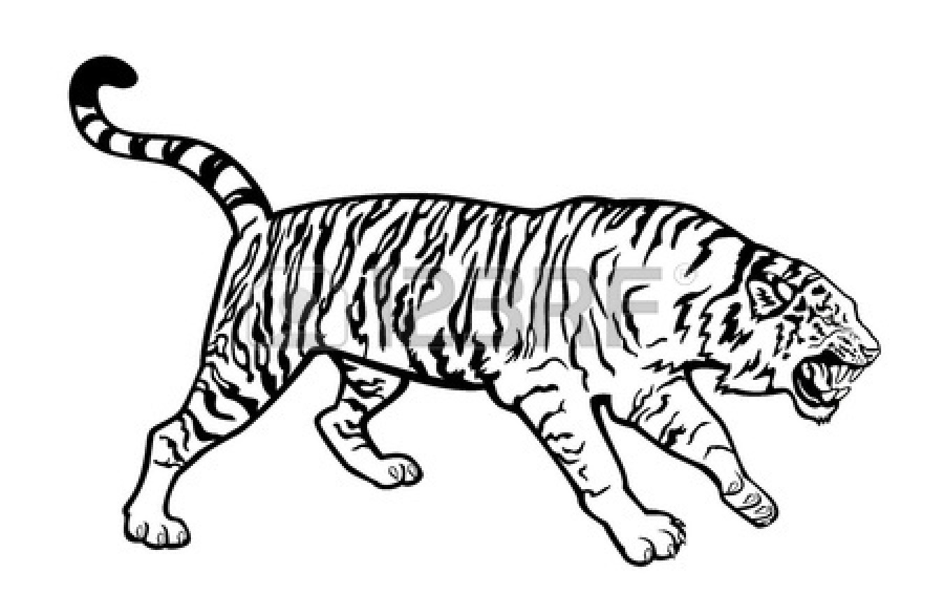 Tiger Eyes Black And White | Clipart library - Free Clipart Images