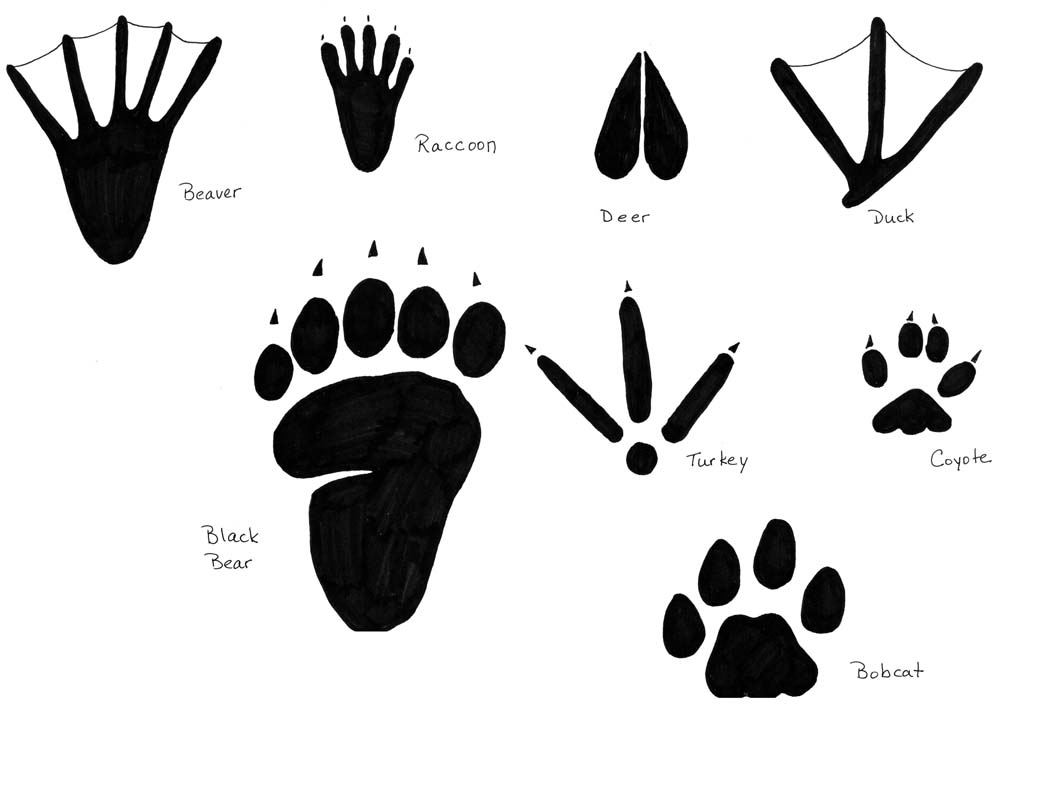 animal track coloring pages