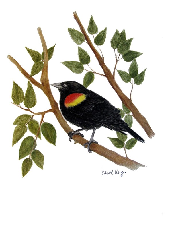 colour pencil sketches birds  Clip Art Library