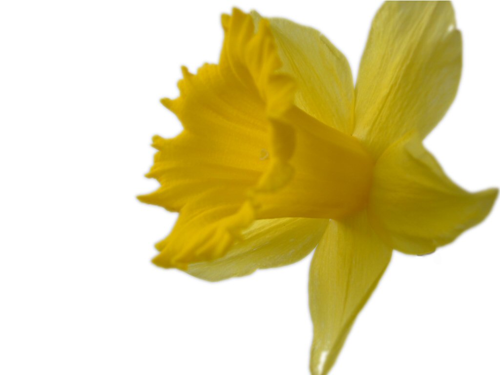 Free Daffodil Image, Download Free Daffodil Image png images, Free ...
