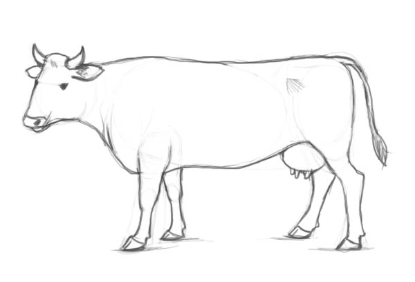 Cow Sketch Dairy Cow Pencil Sketch Stock Illustration  Illustration of  milking agriculture 68310774  Cow drawing Cow sketch Drawings