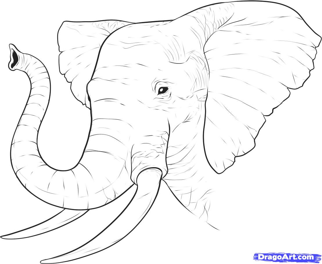 Elephant Outline Images – Browse 23,965 Stock Photos, Vectors, and Video |  Adobe Stock