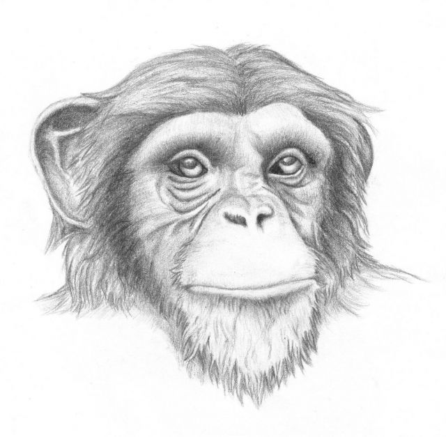 realistic monkey face drawing