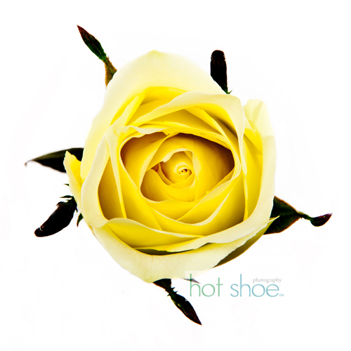 A vibrant yellow rose in full bloom against a pure white background, with delicate petals and dark green sepals.
