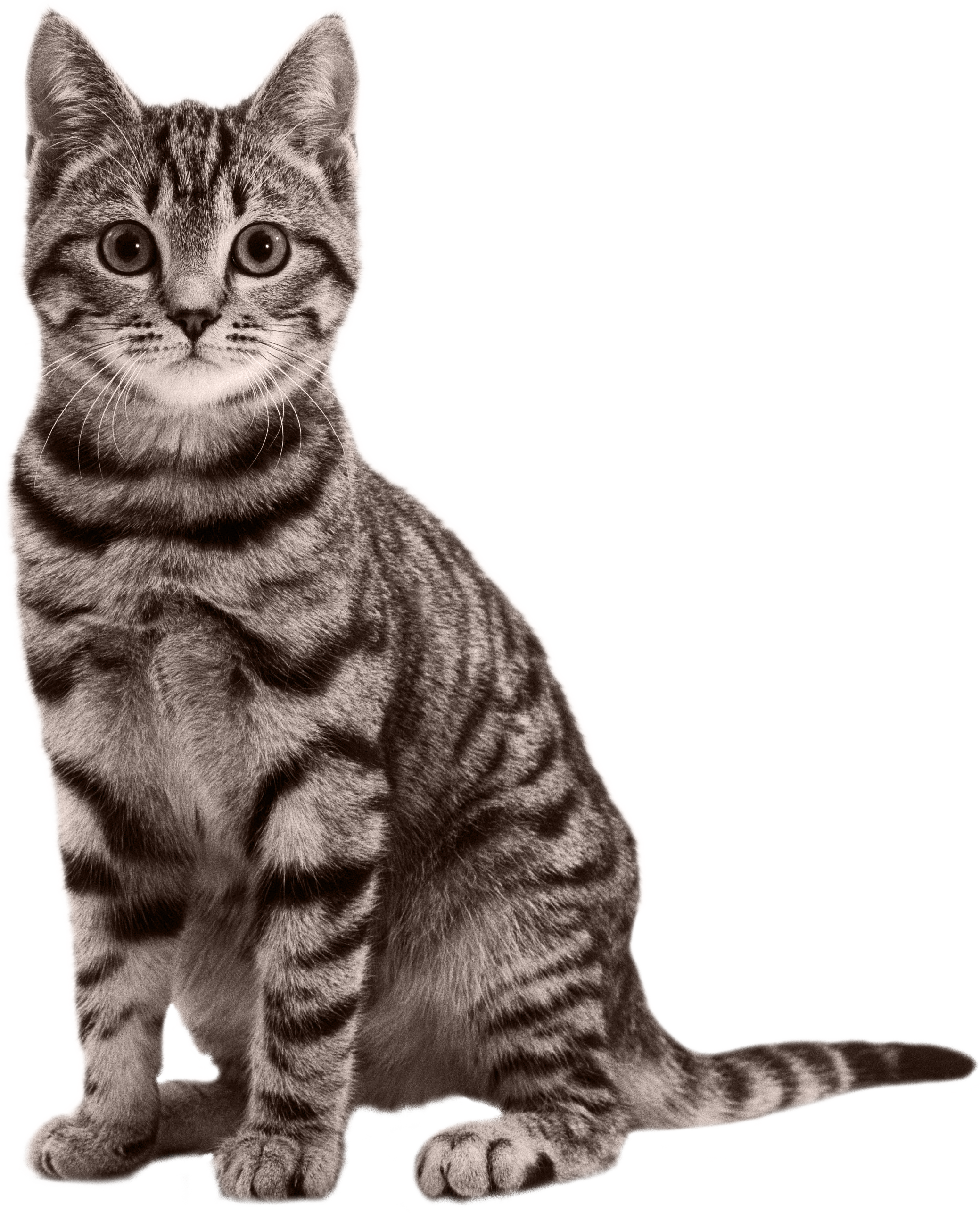 Free Cat Png Transparent, Download Free Cat Png Transparent png images,  Free ClipArts on Clipart Library