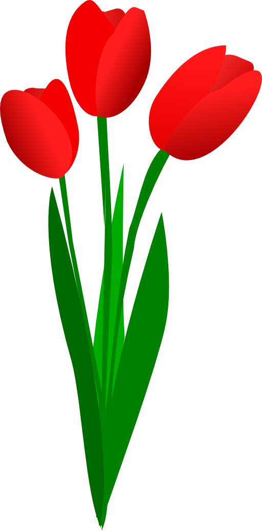 Three vibrant red tulips with green stems and leaves on a white background.
