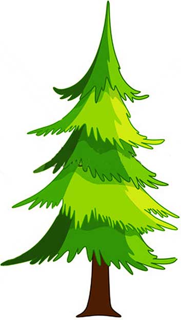 Evergreen Pine Tree Illustration - Free Clipart for Nature & Education