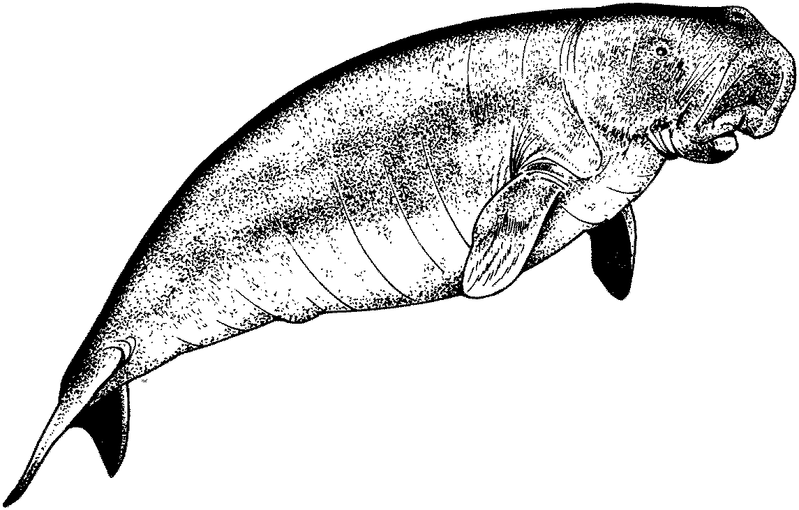 Manatee Anatomy Illustration | Marine Mammal Biology Reference