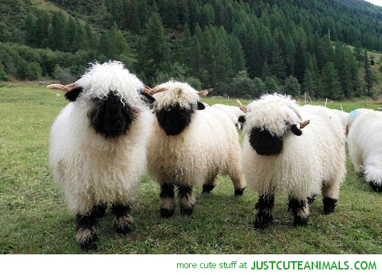 Three fluffy Valais Blacknose sheep with black faces and legs standing in a green pasture with forested hills behind.