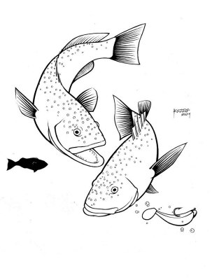 Grouper Fish Illustration - Marine Life Drawing for Education & Design