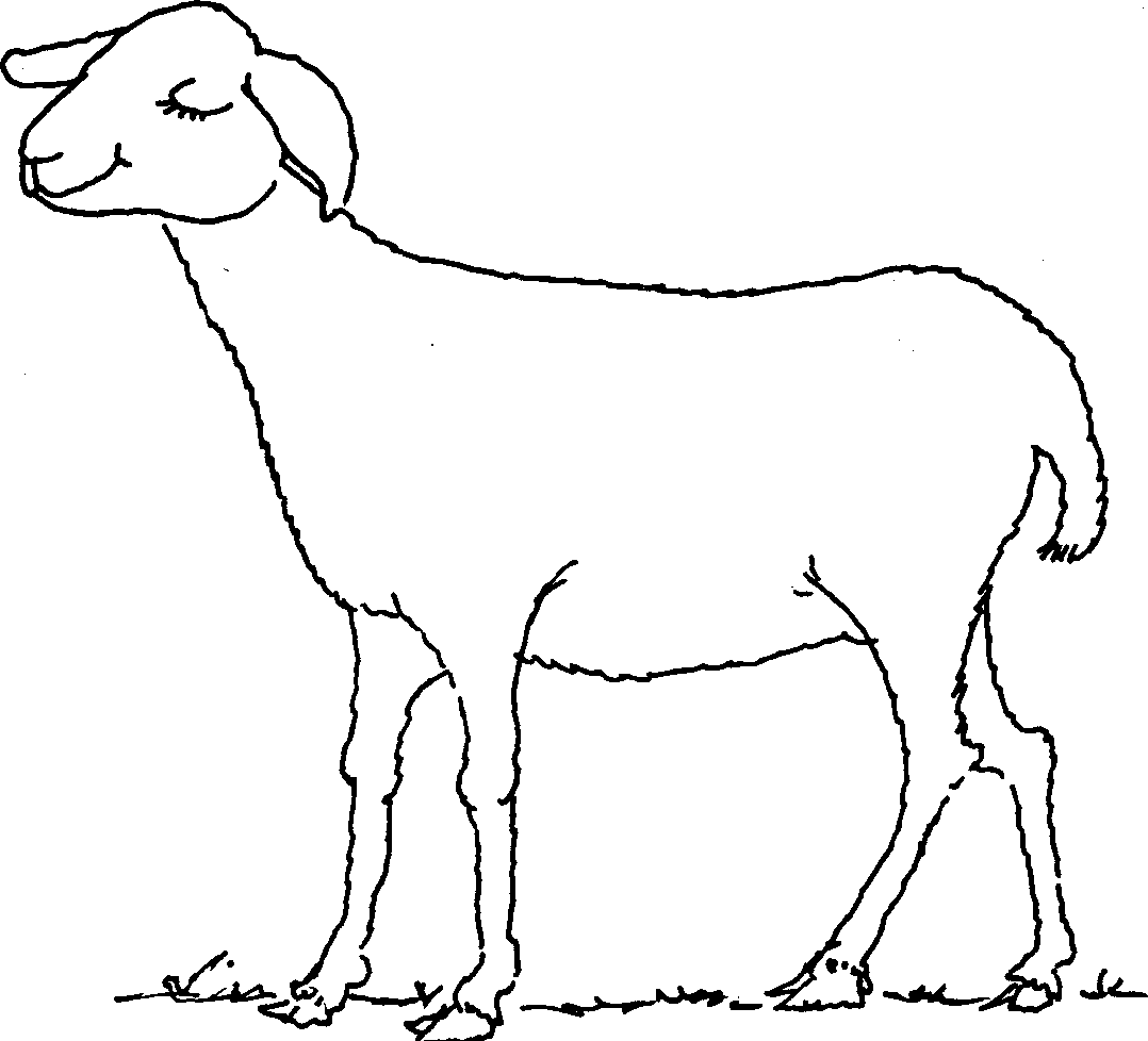Free Sheep Outline, Download Free Clip Art, Free Clip Art on Clipart Library1078 x 978