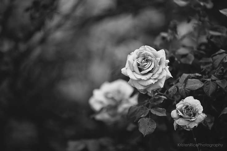 black and white roses vintage dark | Black and white | Clipart library