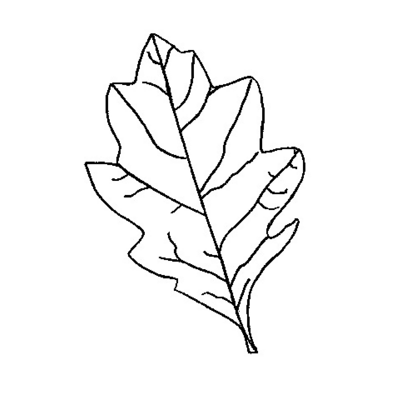 Picture Of An Oak Leaf - Clipart library