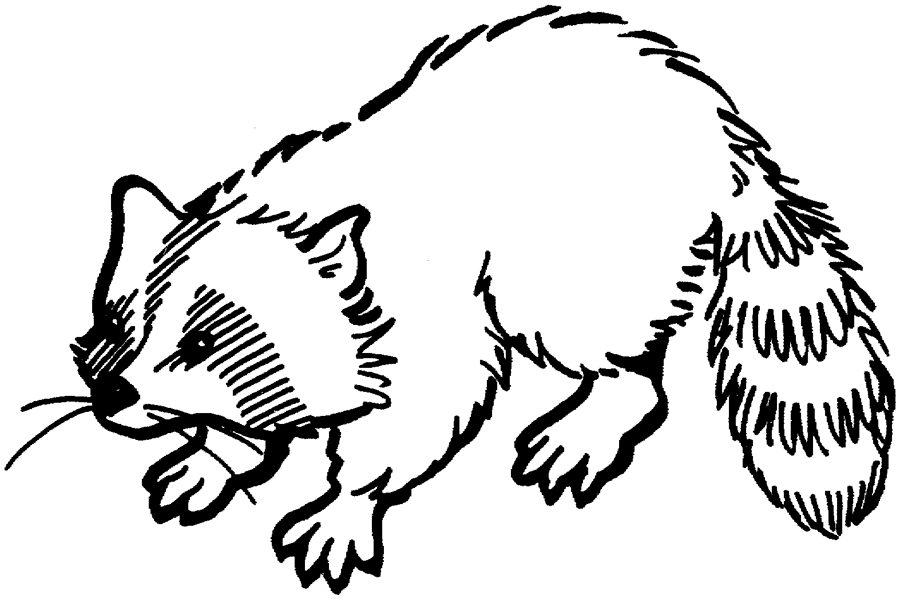 coloring pages of racoons : Printable Coloring Sheet ~ Anbu 
