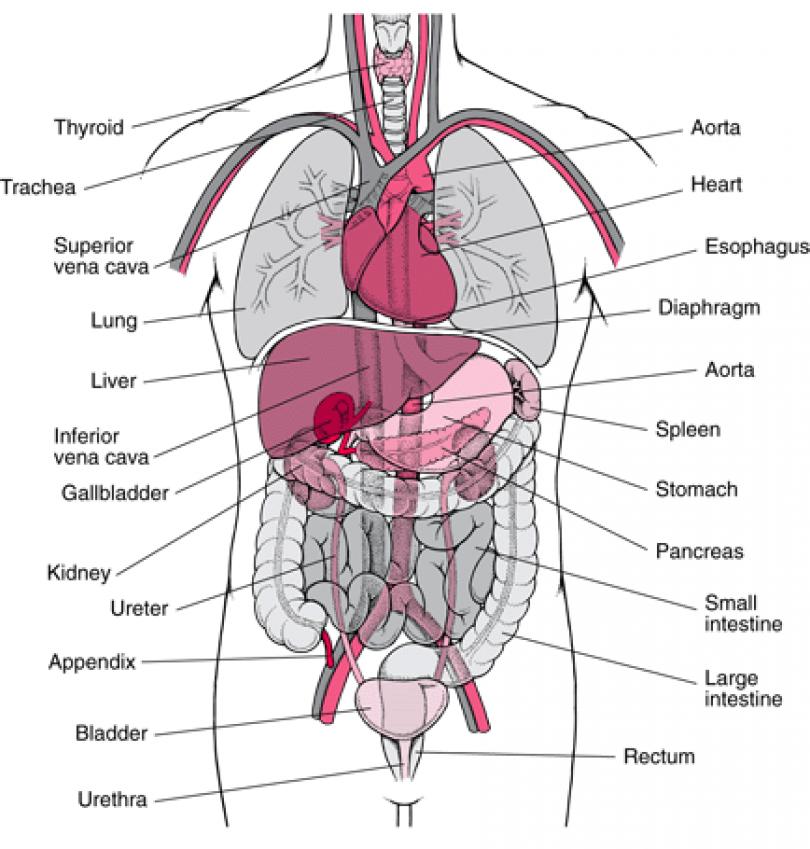 Free Human Body Organs, Download Free Human Body Organs png images