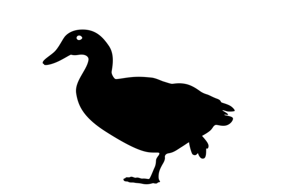 Silhouette walking duck | Free stock photos - Rgbstock -Free stock 