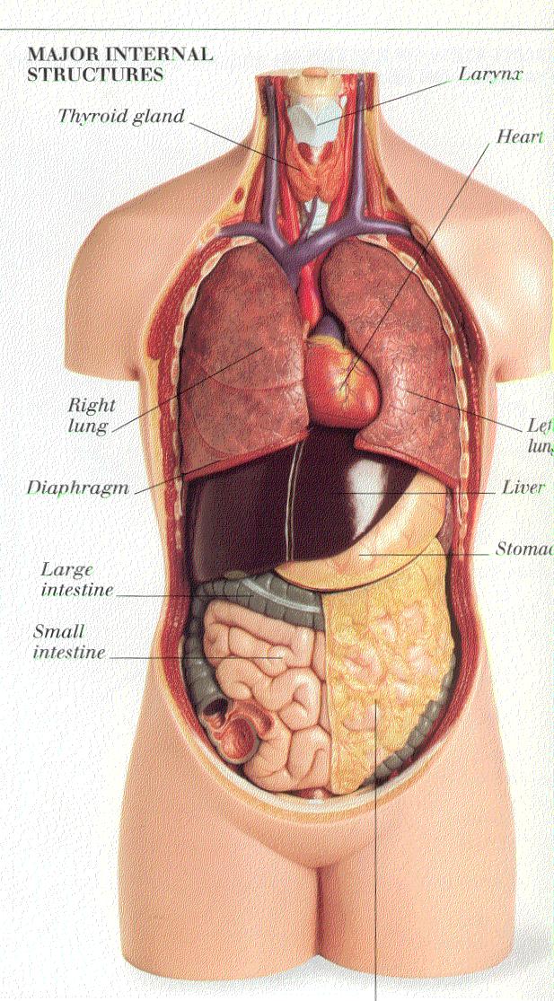 Фото анатомии человека женщин внутренних органов. Внутренние органы. Органы человека. Внутренние органы человека. Человеческий организм.