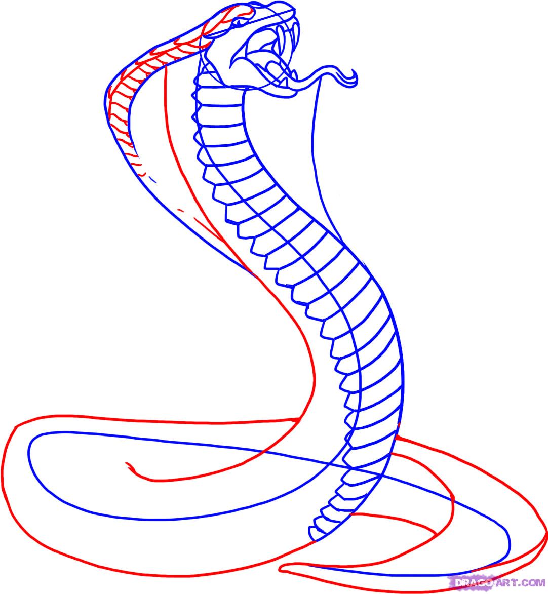 Free Cobra Drawing, Download Free Cobra Drawing png images, Free ...
