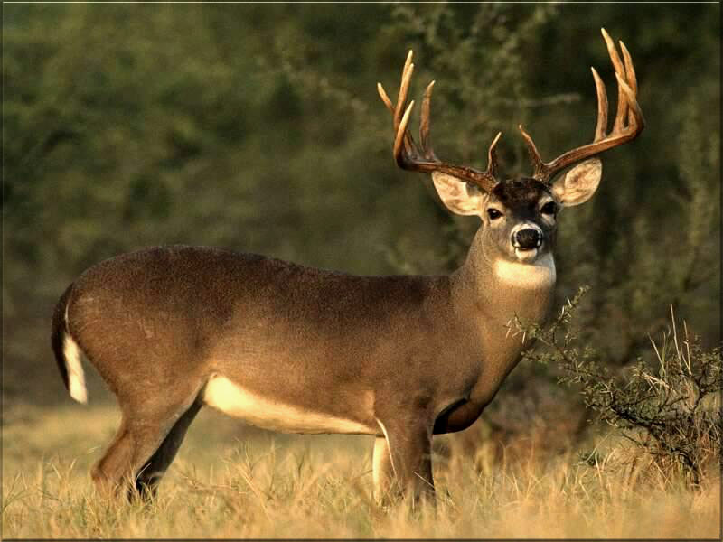 White-Tailed Deer Buck in Natural Habitat | Wildlife Photography