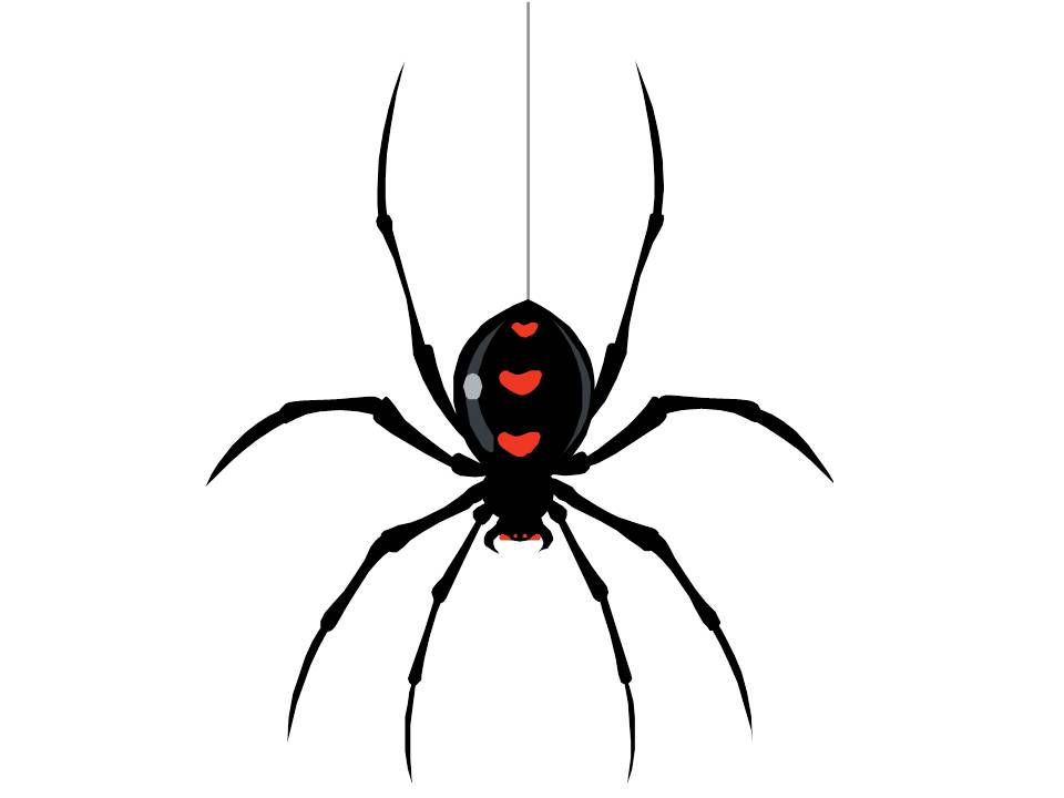 black widow spider hanging from web png - Clip Art Library