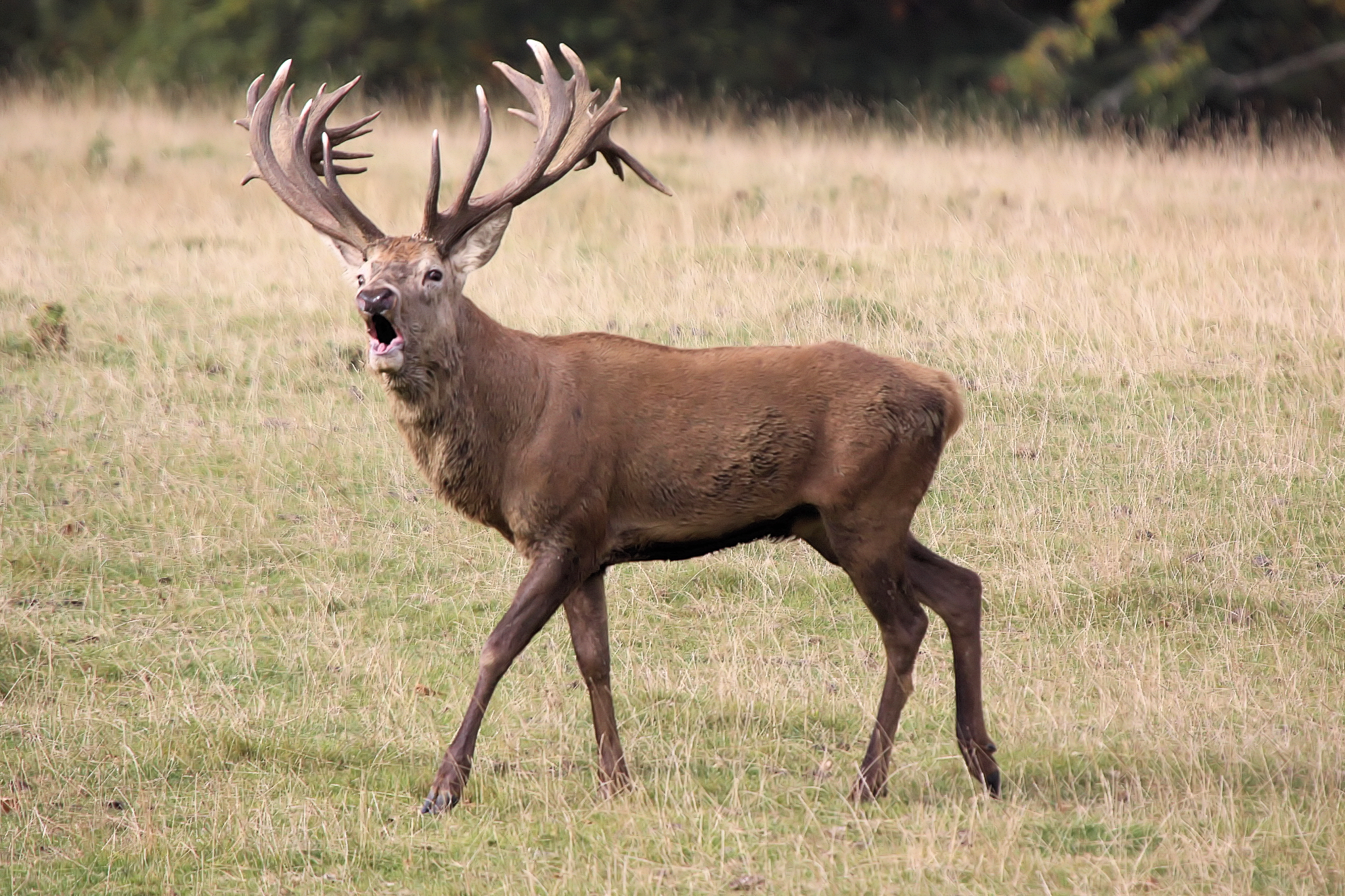 Red Deer Stag Bellowing in Autumn Meadow - Wildlife Photography