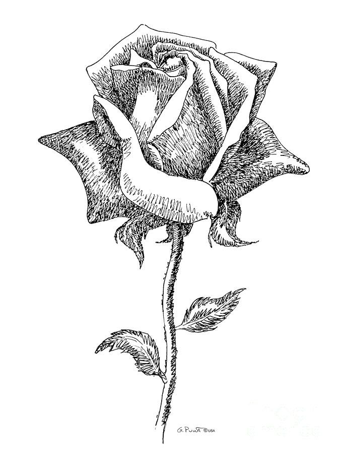 Rose Drawings Black-White 5 Print by Gordon Punt