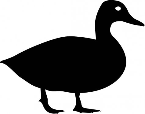Duck Walking Silhouette : Custom Wall Decals, Wall Decal Art, and 
